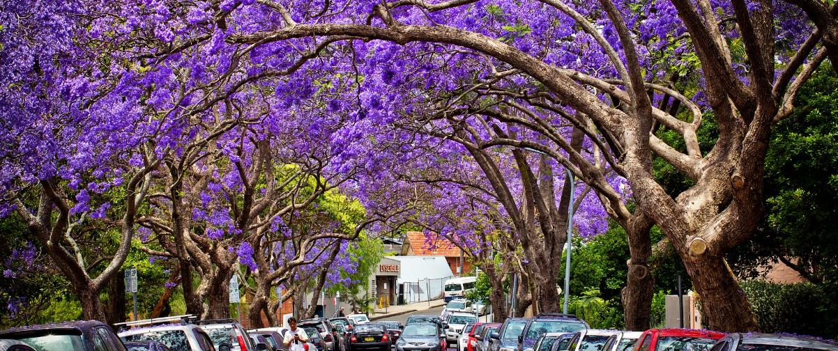 Guía Sídney, Primavera en Sídney