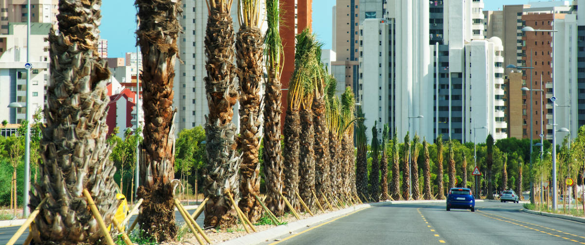 Guía Alicante, Elche