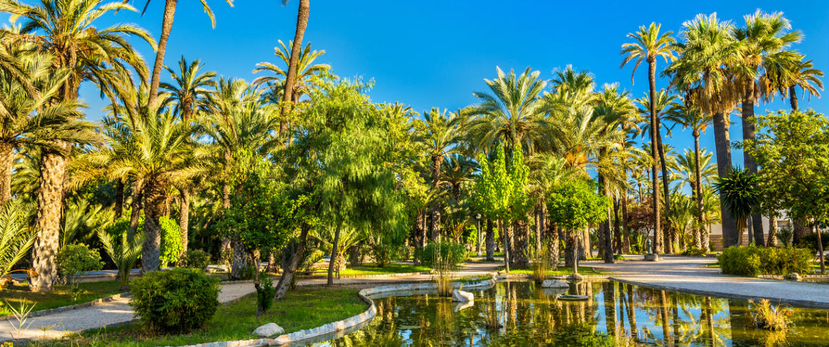 Guía Alicante, Palmeral de Alicante