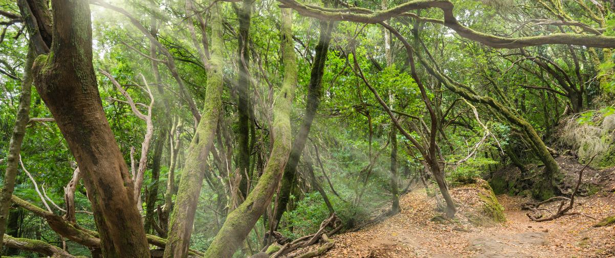 Guía Tenerife, Bosque tropical de Anaga